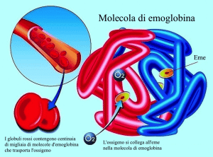emoglobina